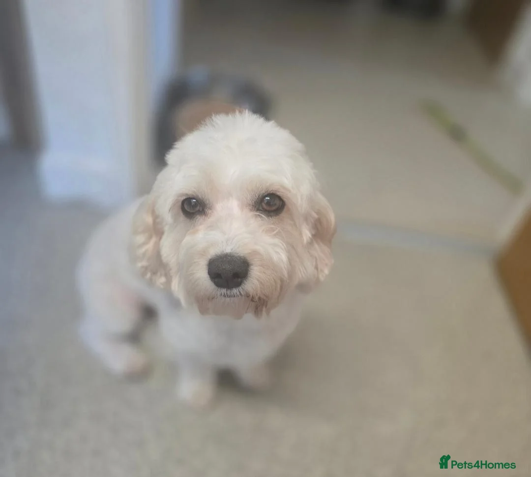 Cavapoochon dogs for sale: Cavapoochon puppies  in Llandeilo - Advert 2