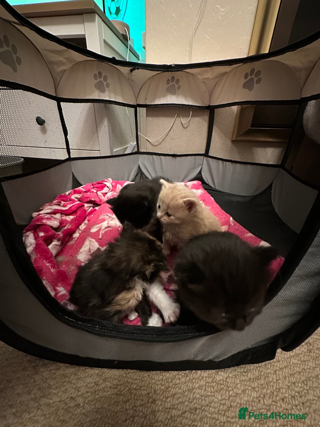 Ragdoll cats for sale: Ragdoll x Russian blue kittens  - Image 4