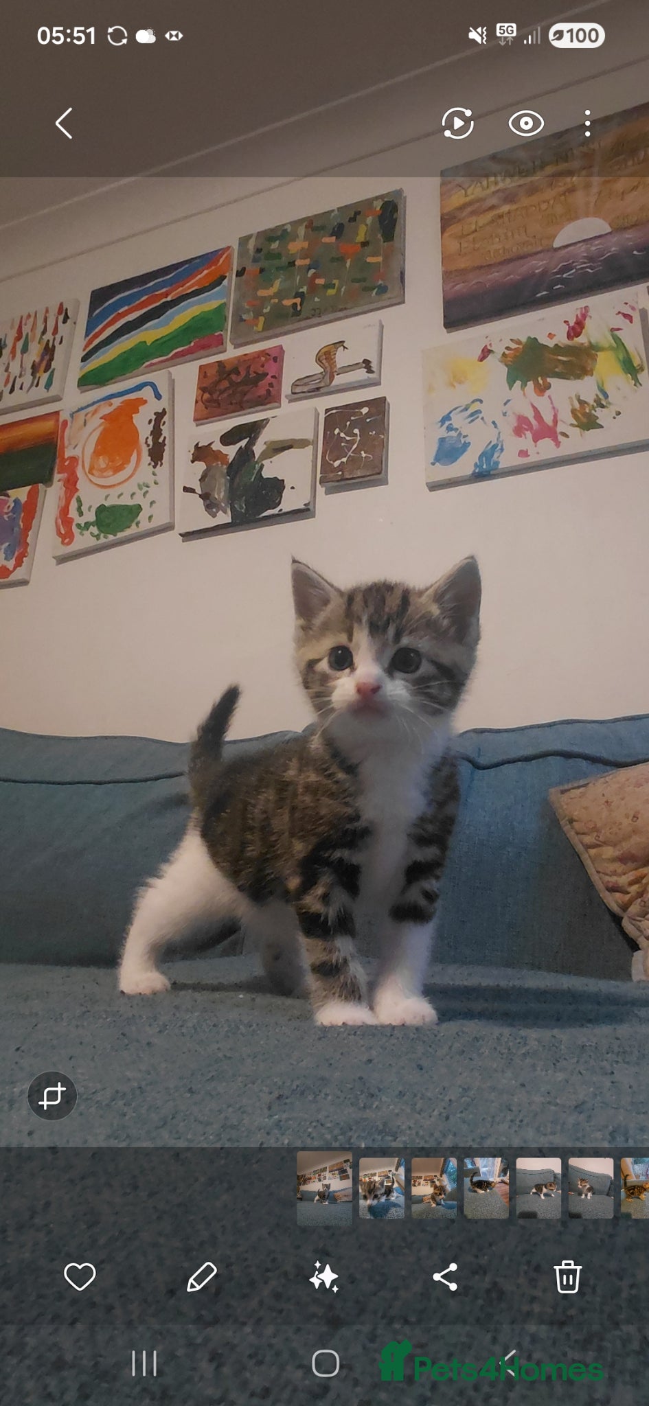 Mixed Breed cats Tabby Siberian mix - Advert 1