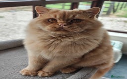 British Longhair cats for stud: Proven red British Longhair boy GCCF  - Image 3