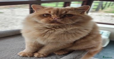 British Longhair cats - Advert 4