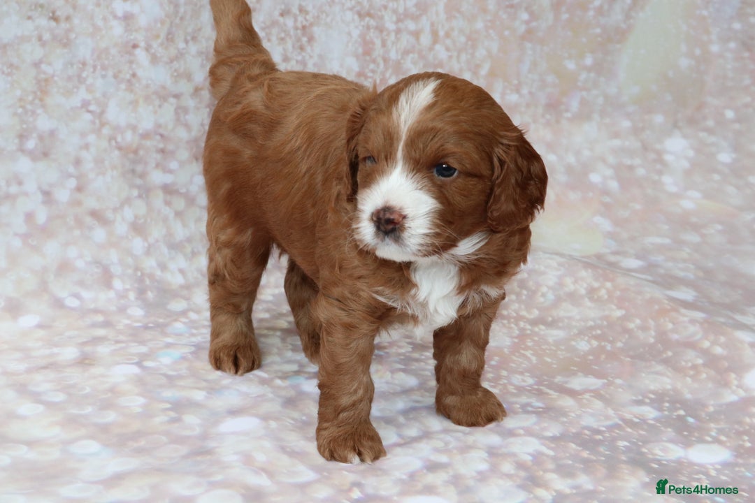 Cavapoo dogs for sale: Cavapoo  - Image 22