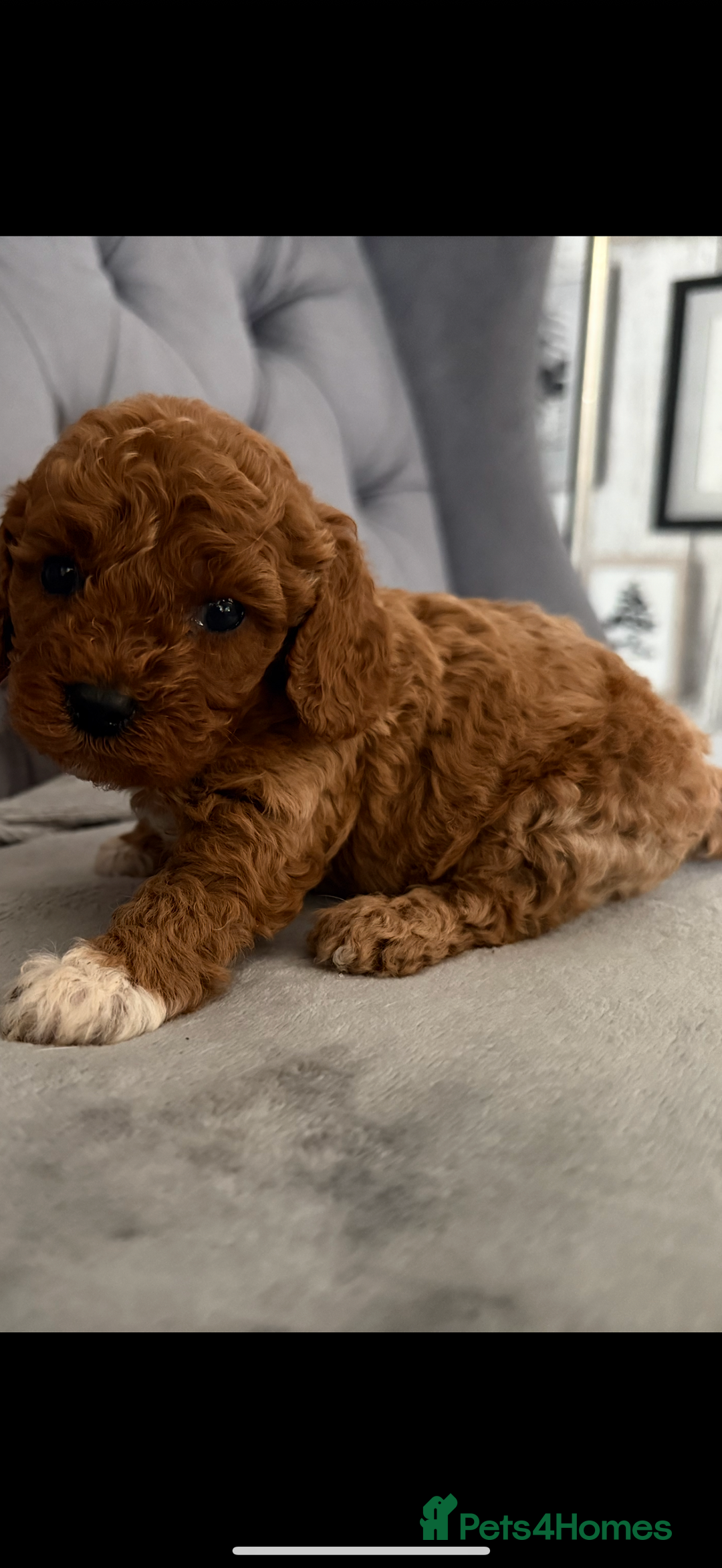 Cavapoo dogs for sale: DNA Health Tested Cavapoos  - Image 6