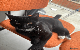 Domestic Shorthair cats for sale: A loving home for this little cat - Image 7