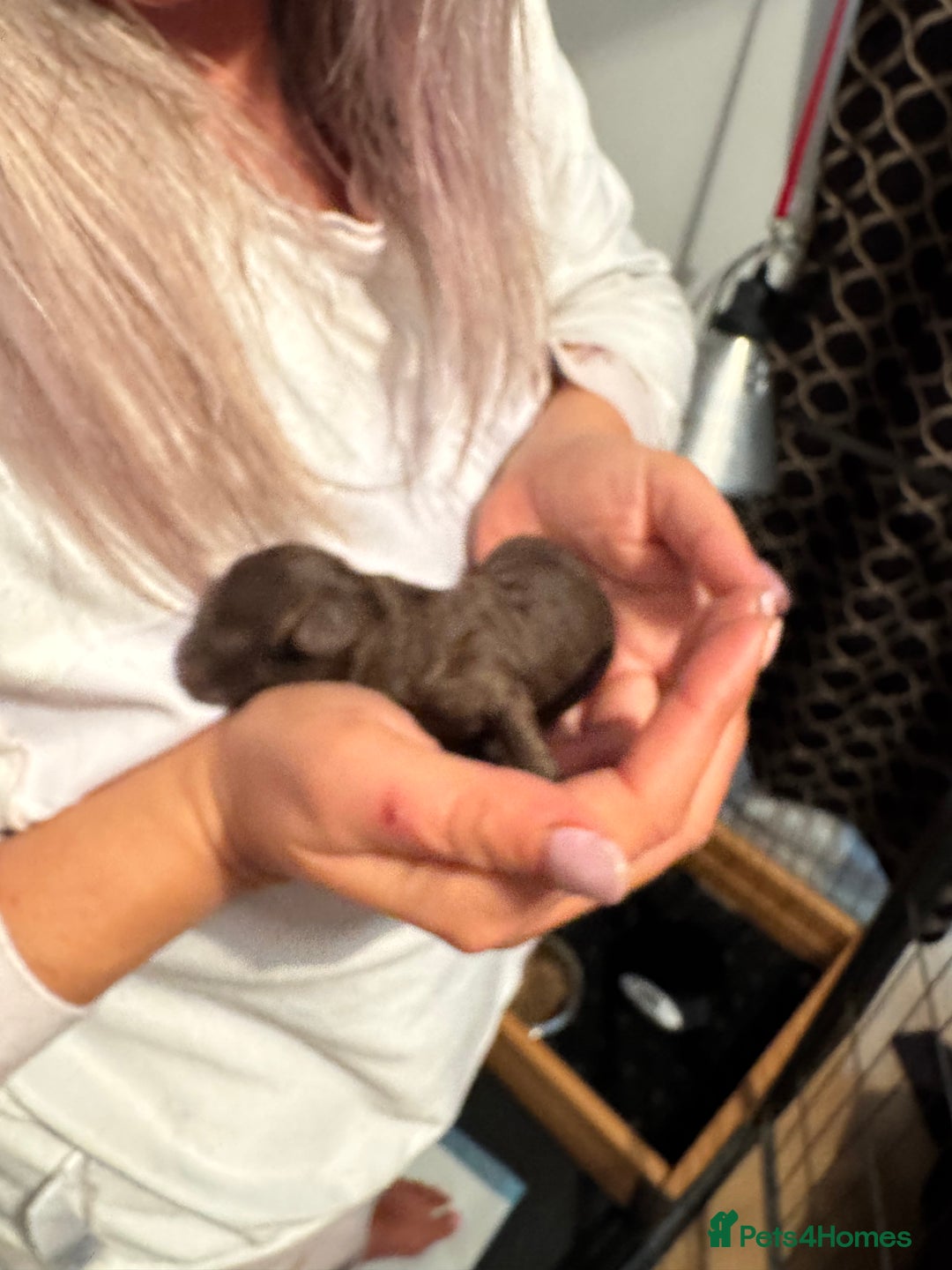 Toy Poodle dogs for sale: One Kc phantom toy poodle left- ready now!  - Advert 20