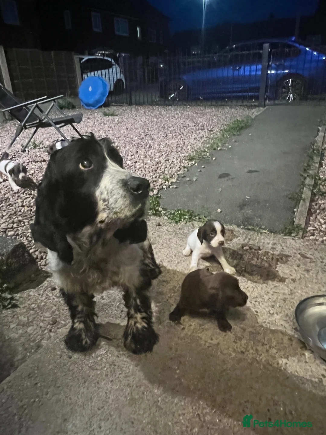 Cocker Spaniel dogs for sale: Cocker spaniel puppies 🐶🩷 - Advert 22
