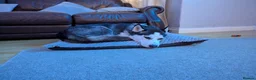 Siberian Husky dogs for sale: Siberian Husky 2 years old - Advert 8