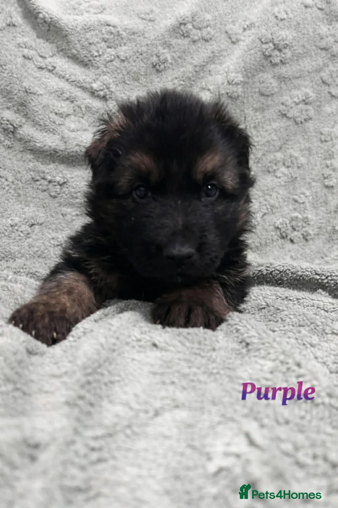 German Shepherd dogs for sale: Beautiful German Shepherd Puppies Kc Registered  - Advert 14