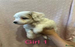 Cockapoo dogs for sale: Beautiful F1B cockapoo puppies READY TO GO - Image 10