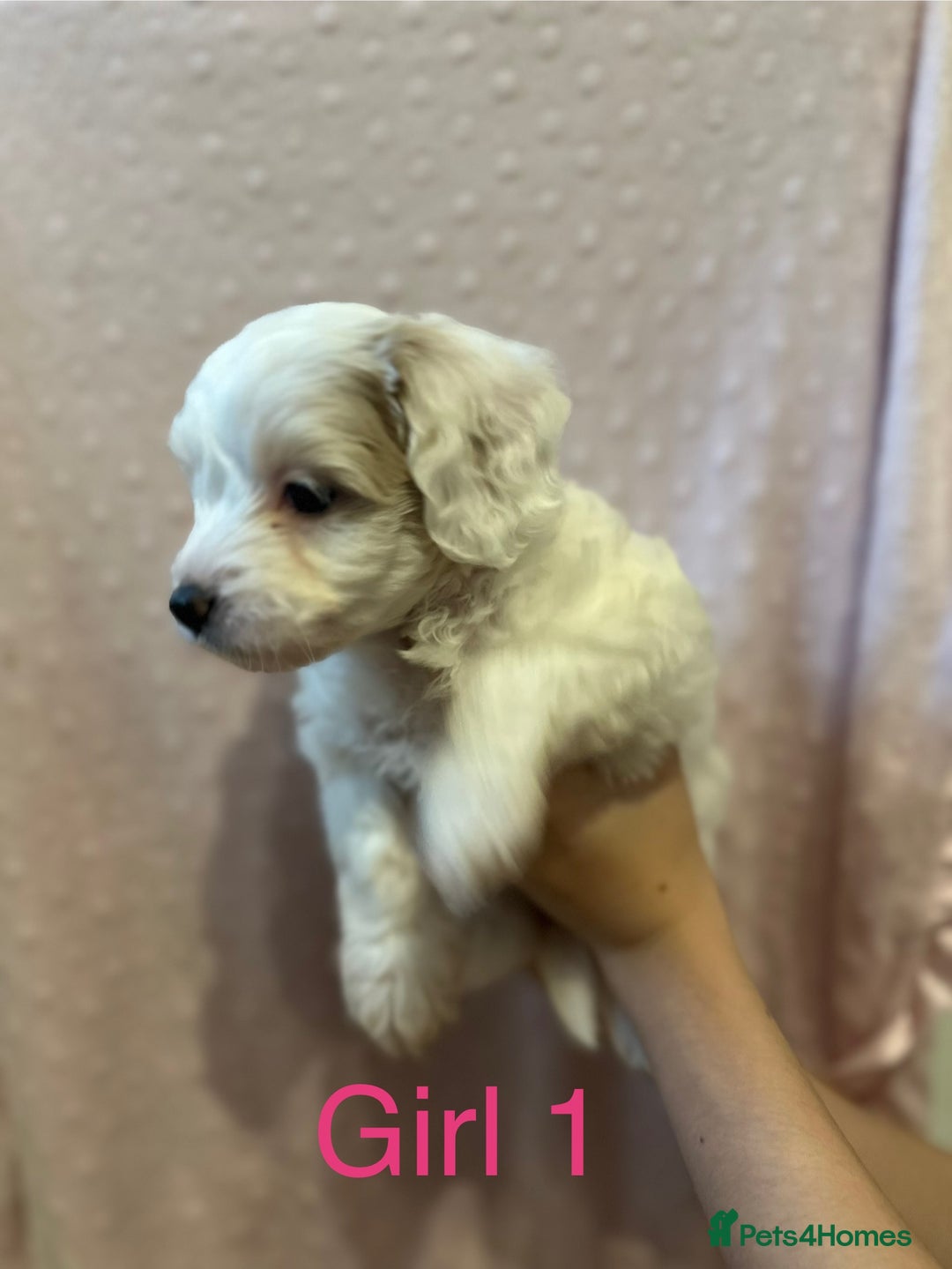 Cockapoo dogs for sale: Beautiful F1B cockapoo puppies READY TO GO - Image 10