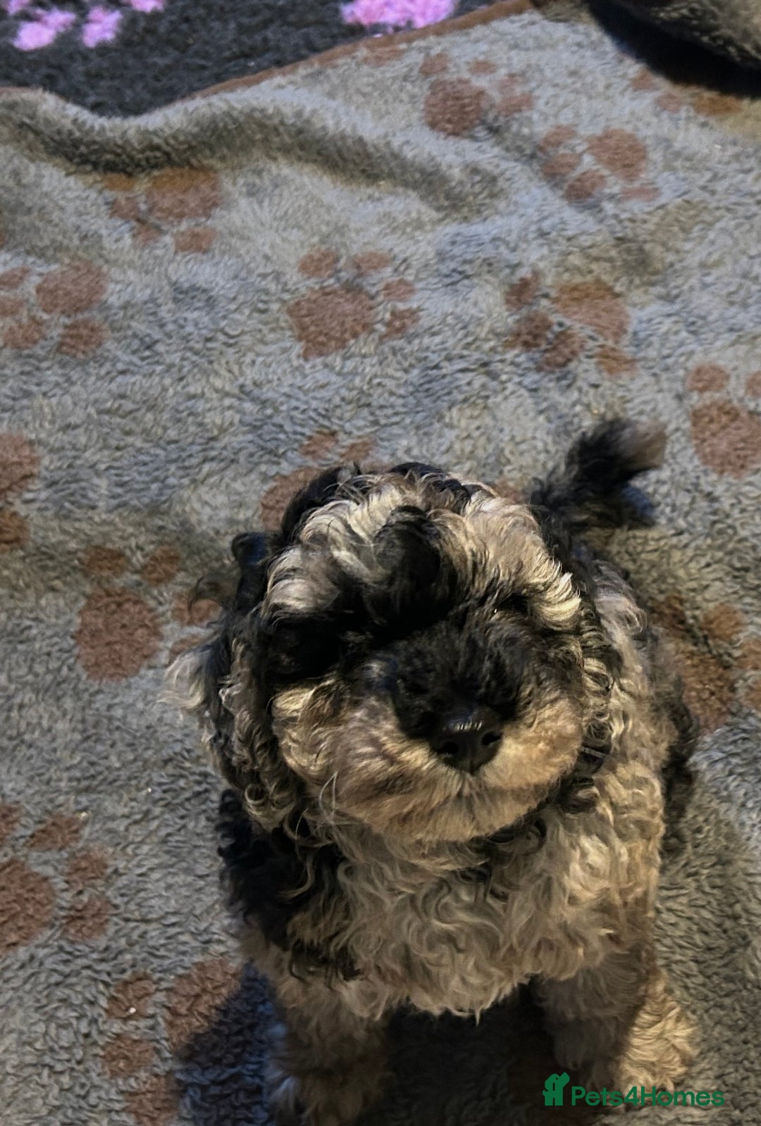 Cockapoo dogs for sale: Miniature cockapoo puppies Merle and Apricot - Image 22