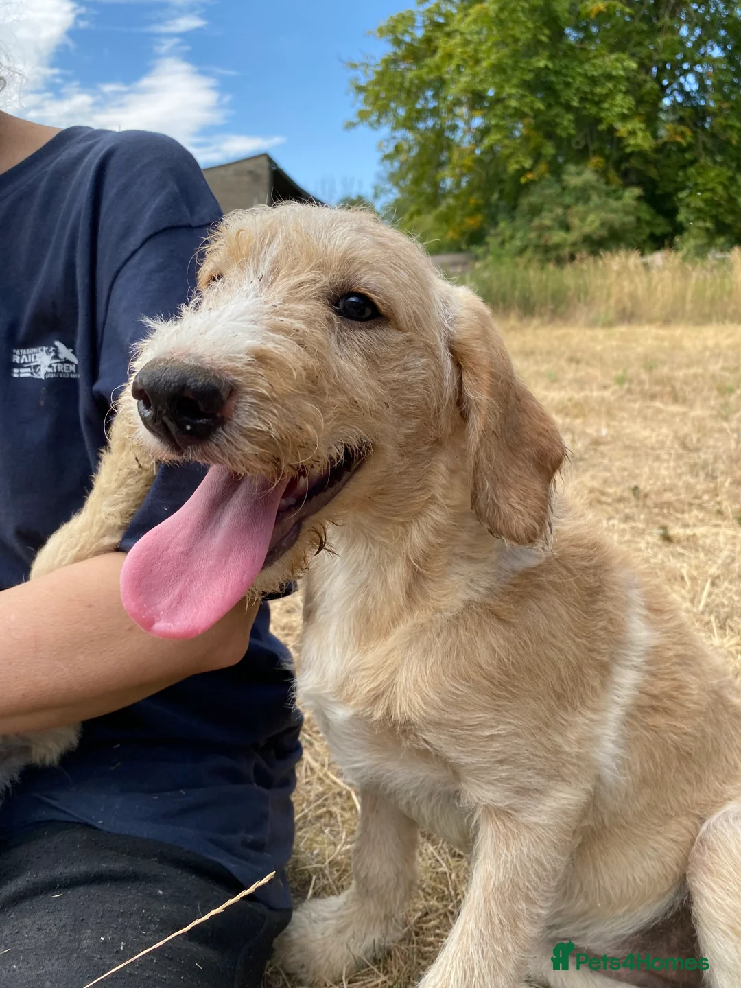 Labradoodle dogs for sale: Beautiful Labradoodle Puppies For Sale - Advert 2