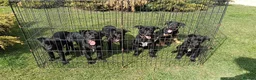 Australian Kelpie dogs for sale: Kelpie X collie puppies in Buxton - Advert 10