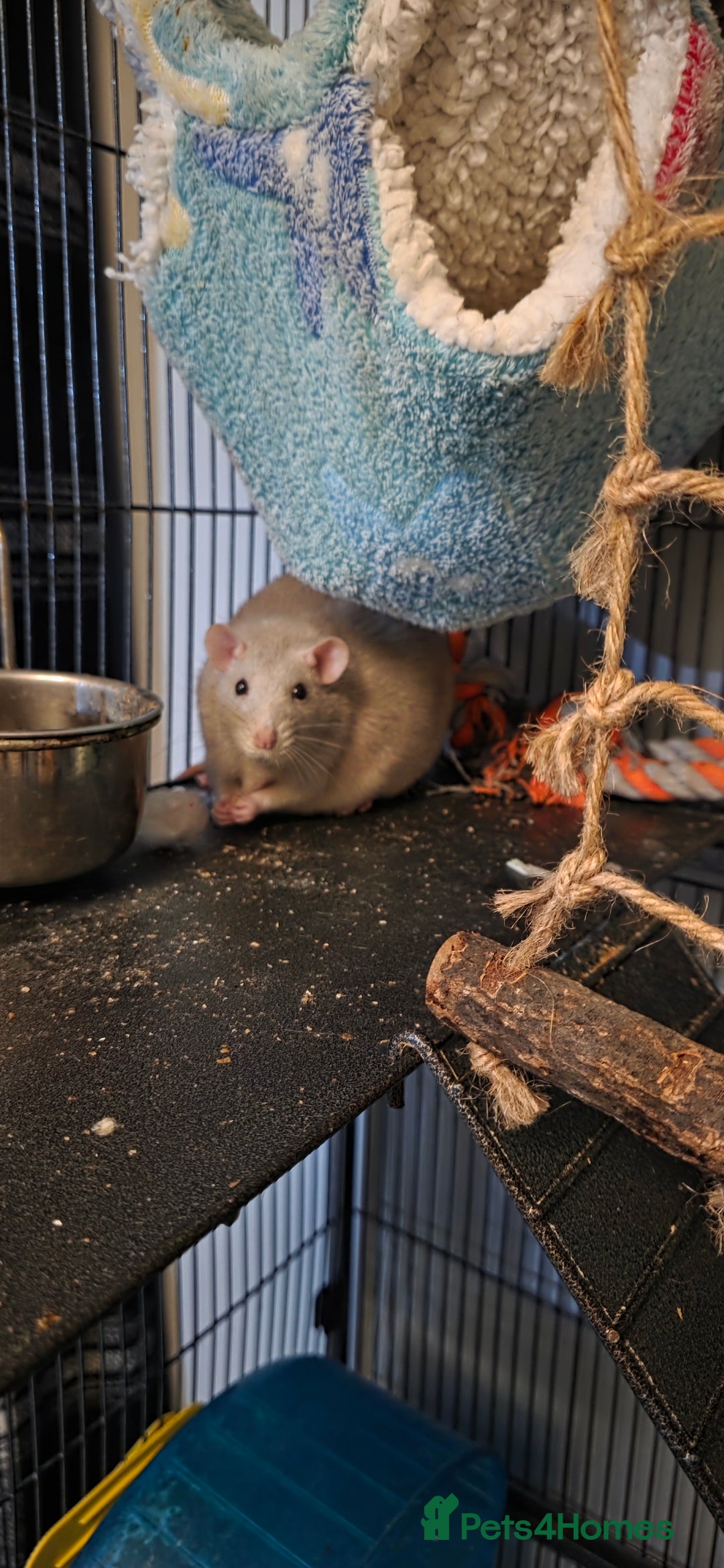 Rat rodents for sale: Four 1 year old female rats with cage+ extras - Advert 3