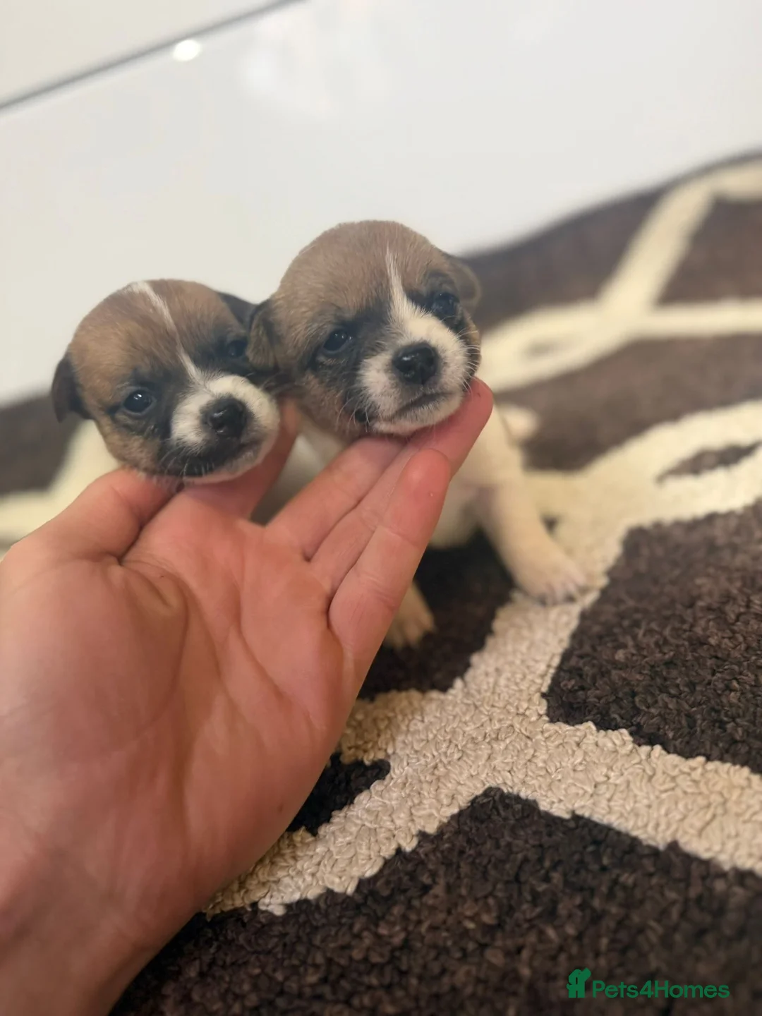 Jack Russell dogs for sale: Jack Russell Puppies in Slough - Advert 3