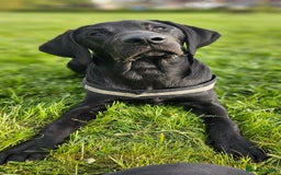 Labrador Retriever dogs for stud: Handsome black labrador for stud - Image 3