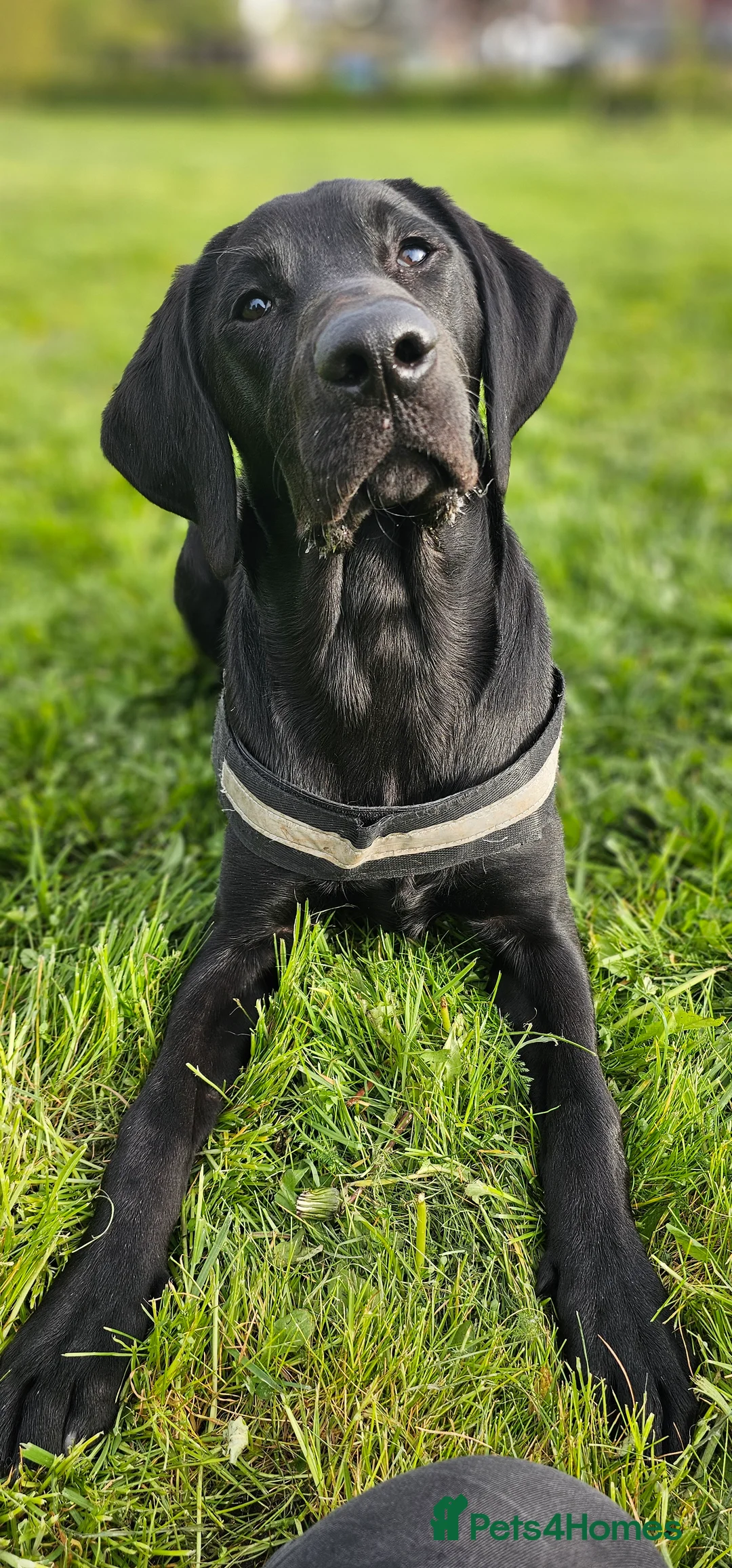 Labrador Retriever dogs for stud: Handsome black labrador for stud - Advert 4