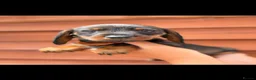 Miniature Dachshund dogs for sale: 🐾Exceptional Teckel Puppies, Ready To Go Now  🐾 - Advert 3