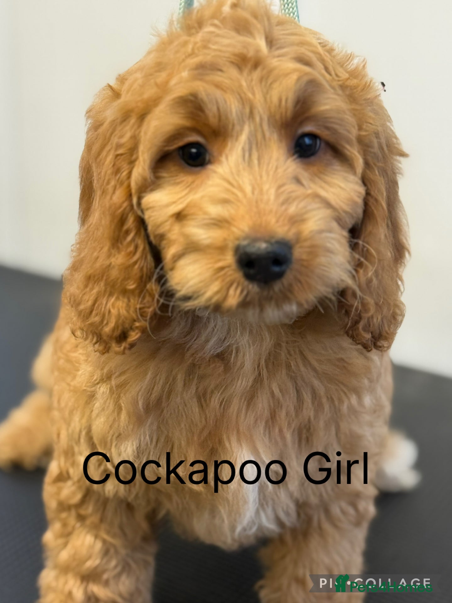 Cockapoo dogs Stunning Red F1 Cockapoo’s fully vaccinated  - Advert 8