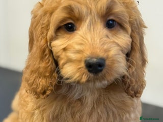 Cockapoo dogs Stunning Red F1 Cockapoo’s fully vaccinated - Advert 8