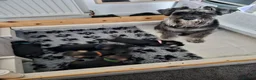 Miniature Schnauzer dogs for sale: ⭐Exceptional Home-Reared Miniature Schnauzer Pups⭐ - Advert 13