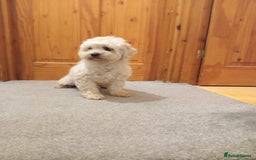 Cavapoochon dogs for sale: Cavapoochon female  - Image 3