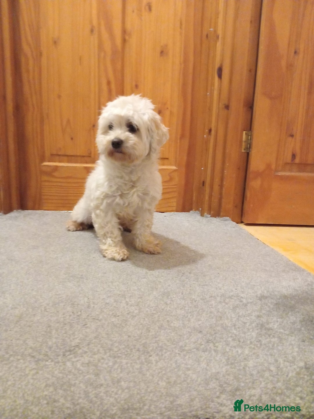 Cavapoochon dogs for sale: Cavapoochon female  - Image 3