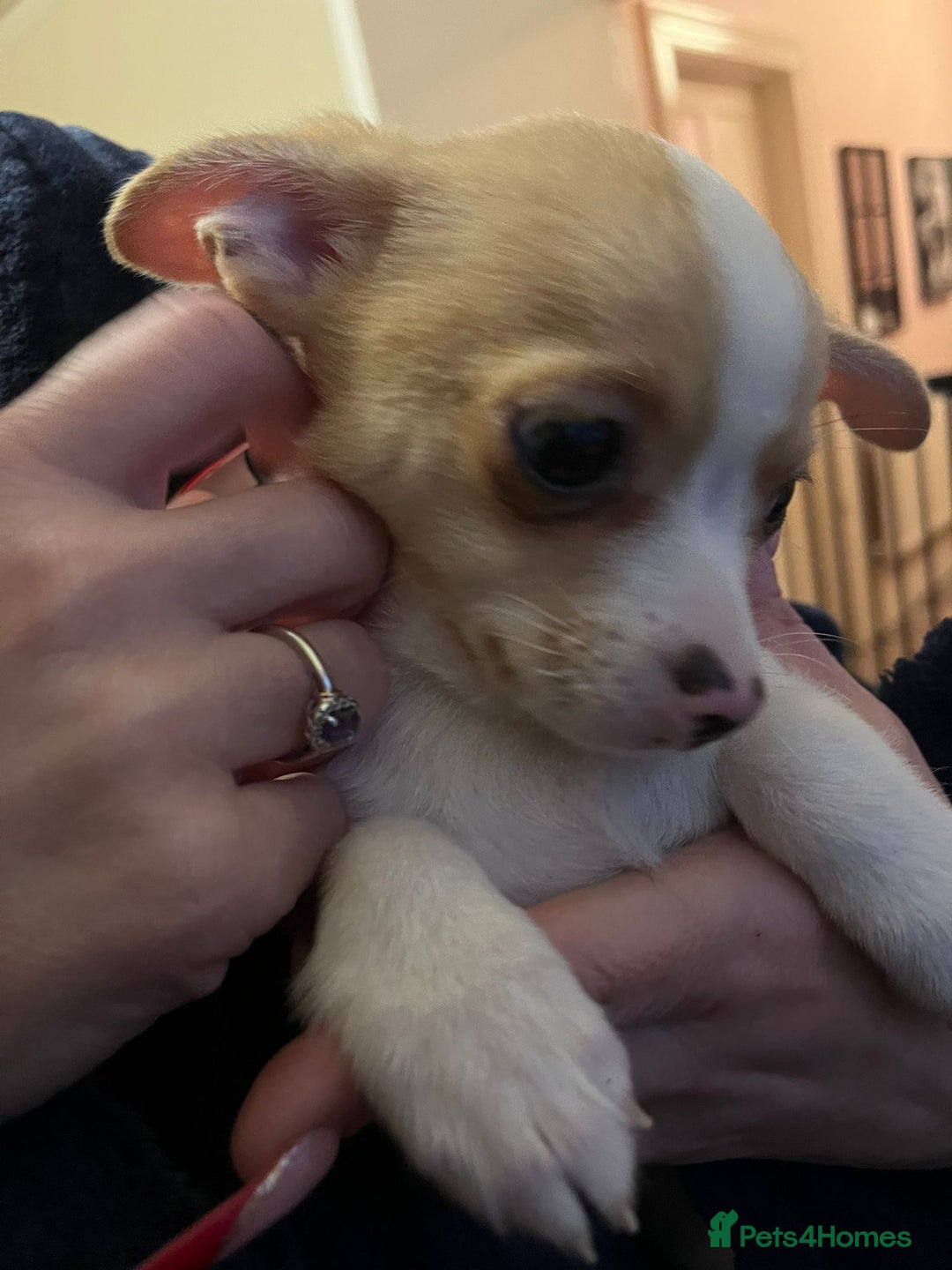 Chihuahua dogs for sale: Two male chihuahuas  - Advert 2