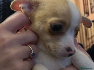 Chihuahua dogs Two male chihuahuas - Advert 2