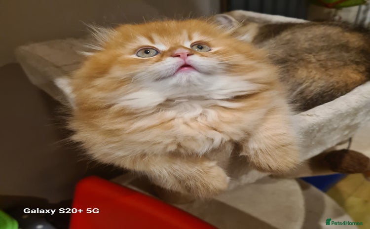 Scottish Fold cats - Advert 7