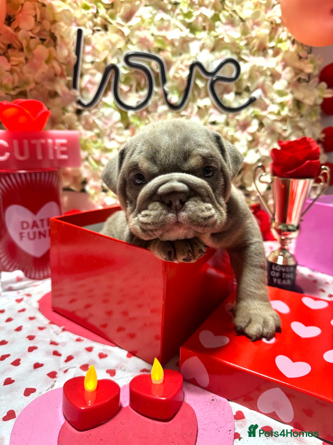 English Bulldog dogs for sale: Elite KC Registered English Bulldog Puppies - Advert 3