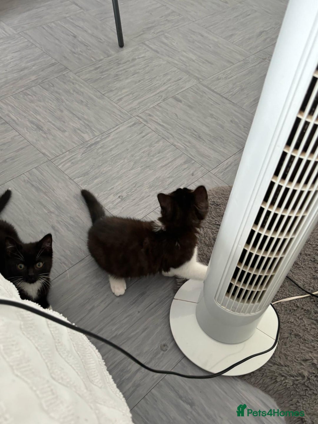 British Shorthair cats for sale: Kittens for loving homes in Welwyn Garden City - Image 15