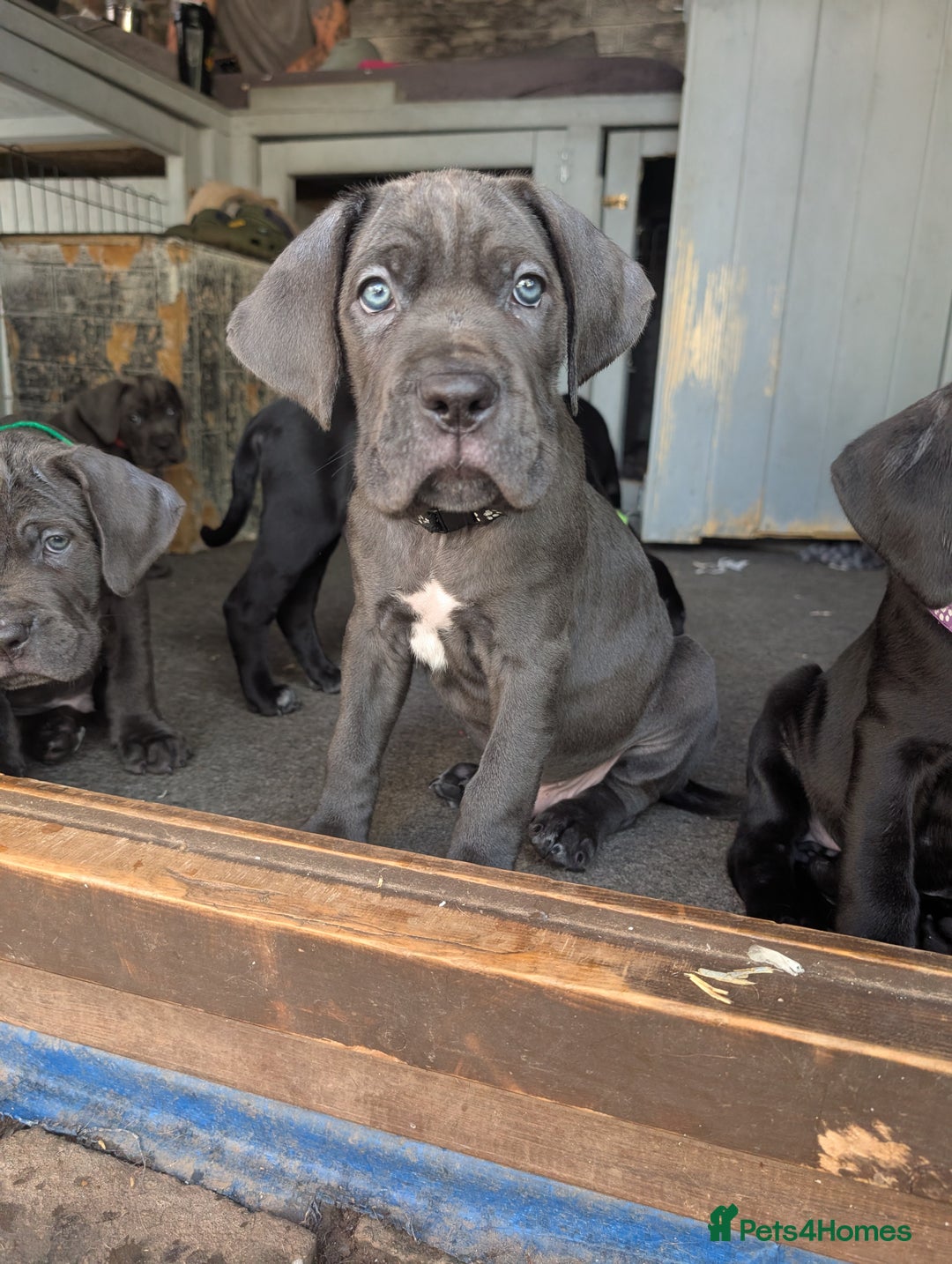 Cane Corso dogs for sale: Cane corso puppies.. - Image 17