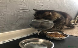Norwegian Forest Cat cats for sale: Motoko: Norwegian Forest Cat x Maine Coon - Image 10