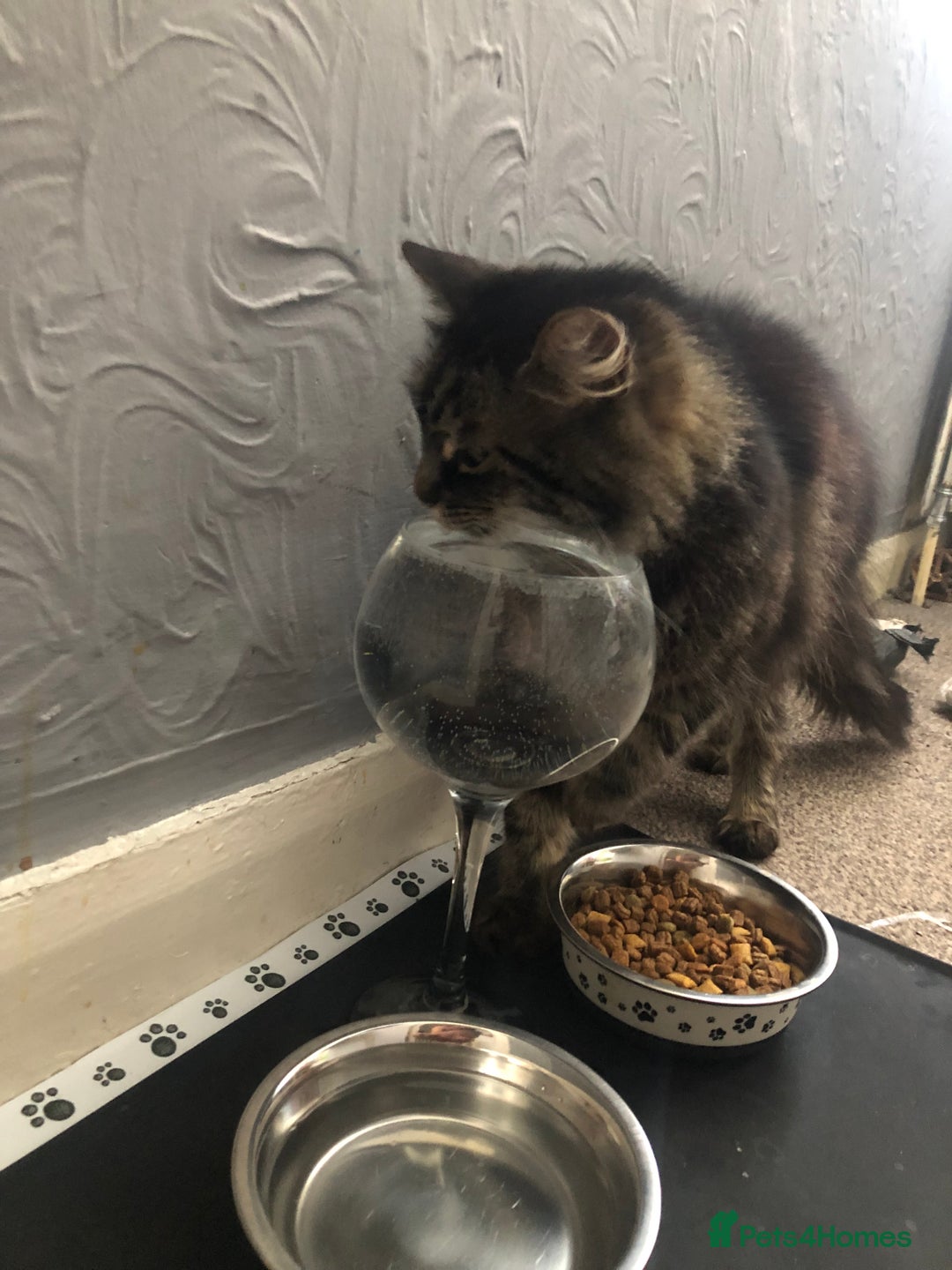 Norwegian Forest Cat cats for sale: Motoko: Norwegian Forest Cat x Maine Coon - Image 10