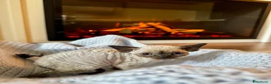Devon Rex Kitten 3