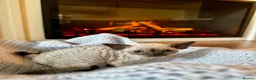 Devon Rex cats for sale: Exceptional FIFe Registered Devon Rex Kittens - Advert 7