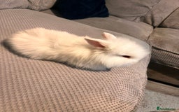 Lionhead rabbits for sale: 2 white double lion head  - Advert 2