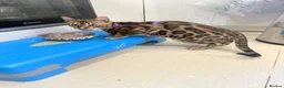 Bengal cats for sale: Friendly & Sociable Bengal Male Kitten - Advert 4