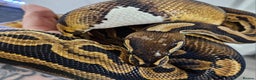 Python Snake reptiles for sale: Ball python, Black pastel (paradox)  - Advert 2