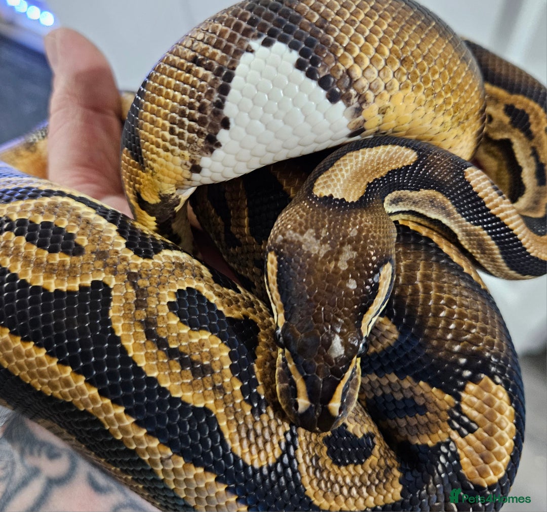 Python Snake reptiles for sale: Ball python, Black pastel (paradox)  - Advert 2