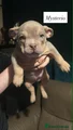 American Bully Puppy 7-MYSTERO