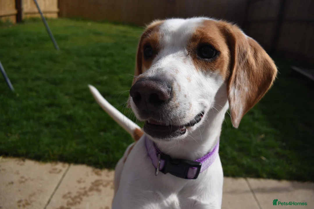 Beagle dogs for sale: Beagle - Advert 1