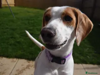 Beagle dogs Beagle - Advert 1