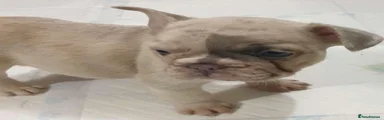 French Bulldog 7