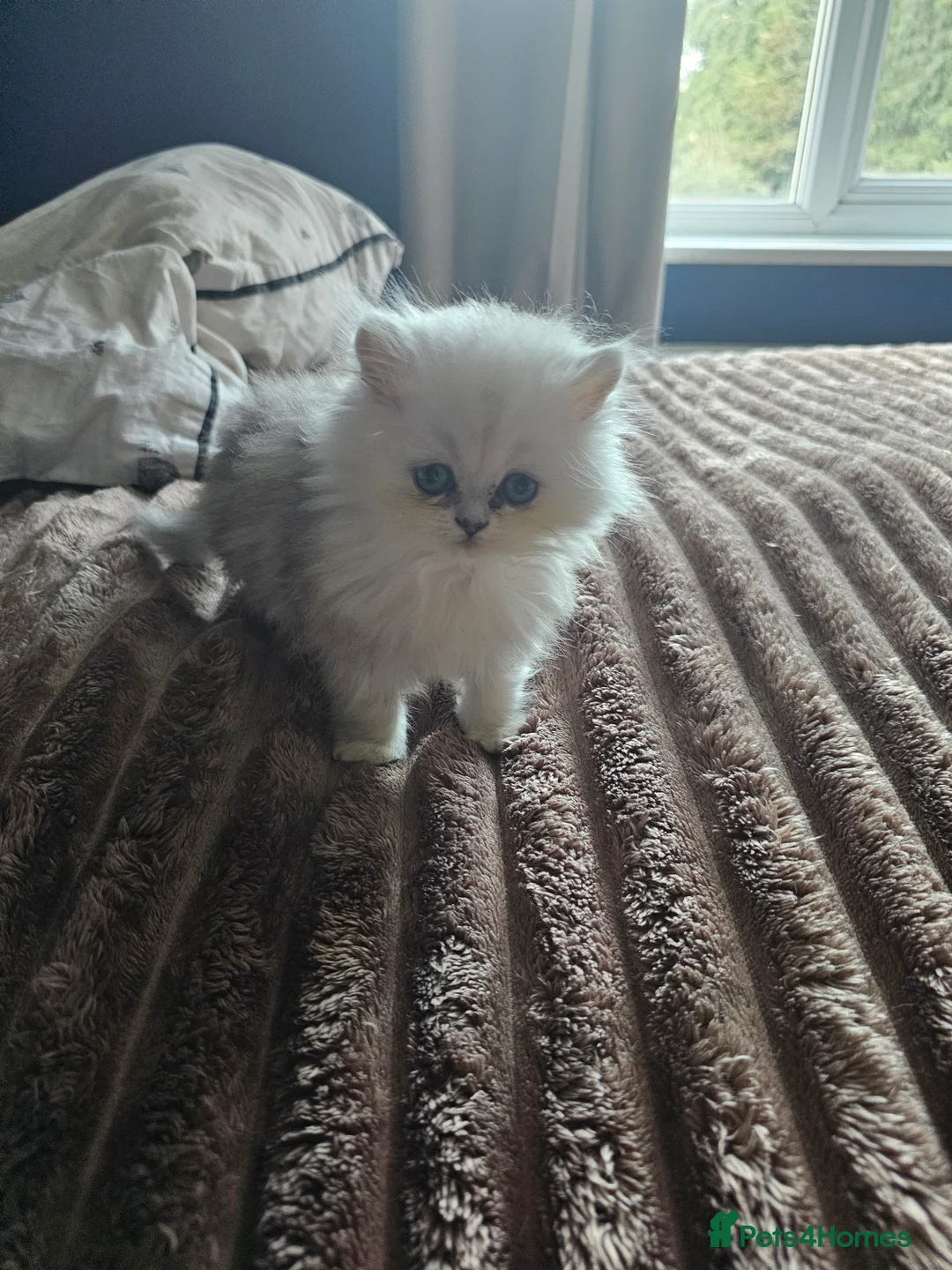 Persian cats for sale: Chinchilla persian female - Advert 3