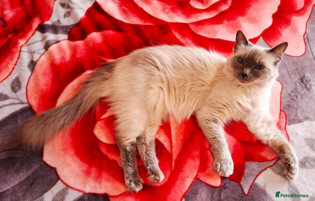 Ragdoll cats for sale: Beautiful 6 years old Blue point female Ragdoll in Wolverhampton - Advert 2