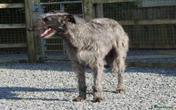 Deerhound dogs for stud: Scottish Deerhound Stud in Wisbech - Image 1