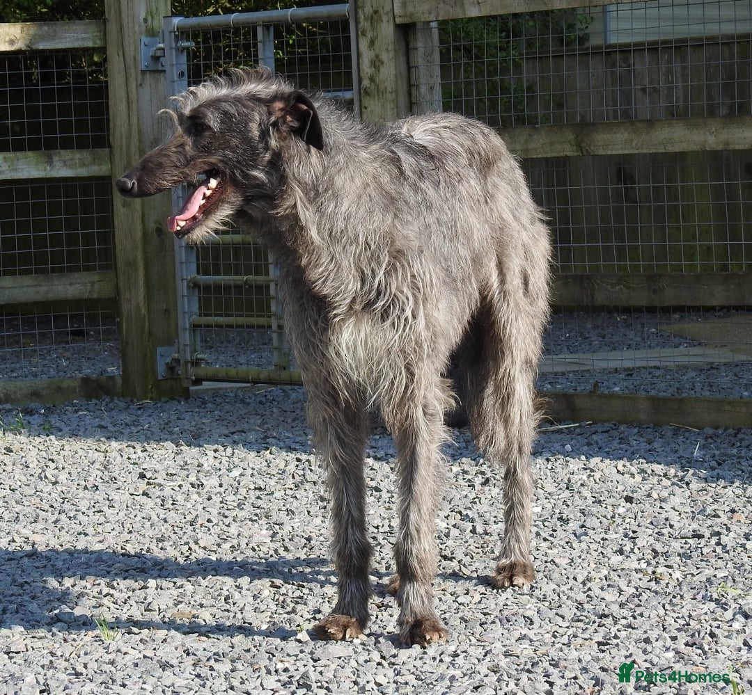 Deerhound dogs for stud: Scottish Deerhound Stud in Wisbech - Image 1
