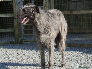 Deerhound dogs in Wisbech - Advert 1